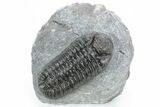 Adrisiops Weugi Trilobite - Recently Described Phacopid #216591-5